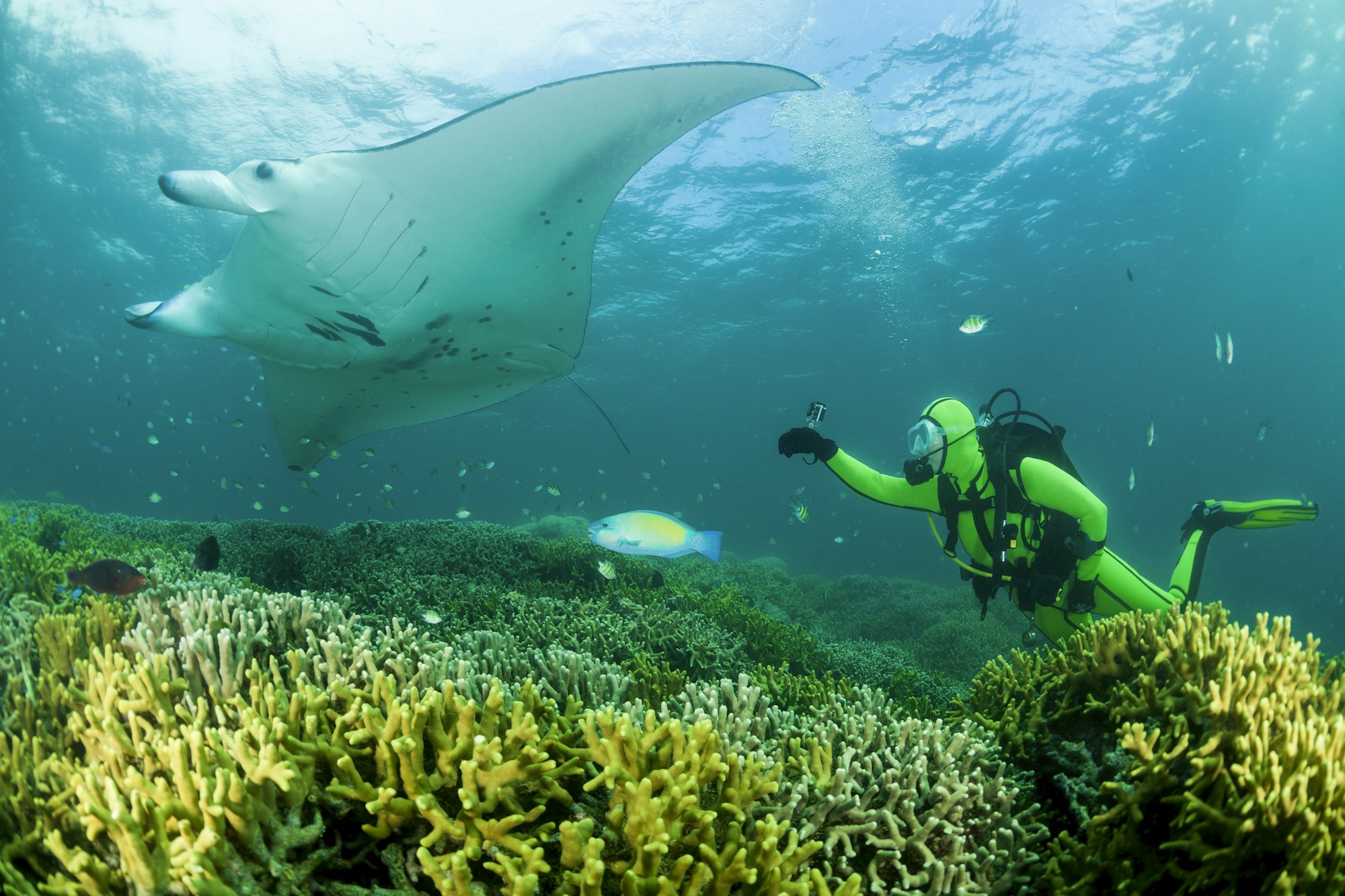 Oceania, Micronesia, Yap, Diver with reef manta ray, Manta alfredi